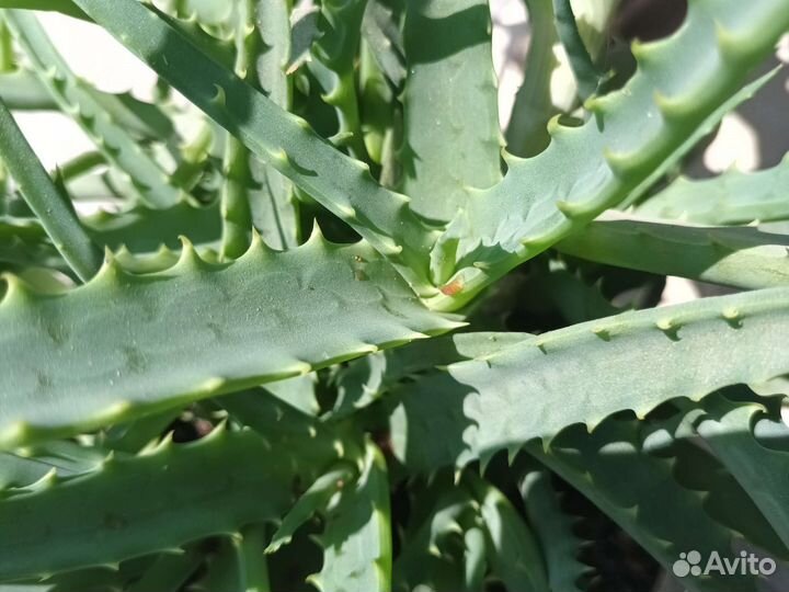 Алоэ столетник