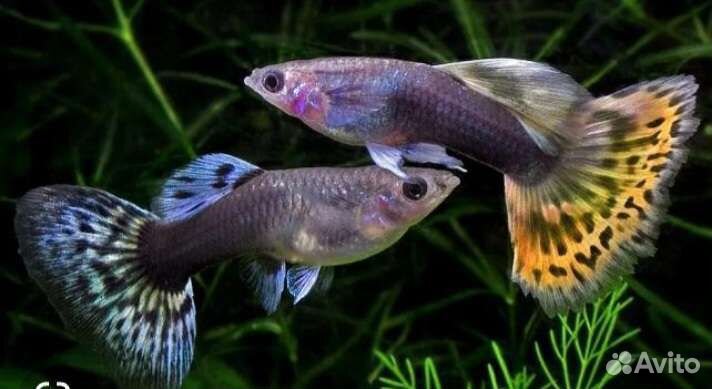 Аквариумные рыбки гуппи