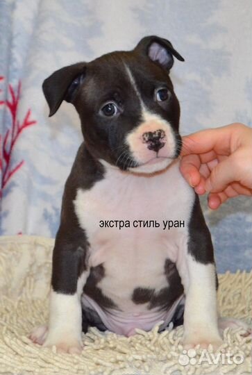 Малышня амстаффа