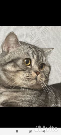 Шотландский кот на вязку