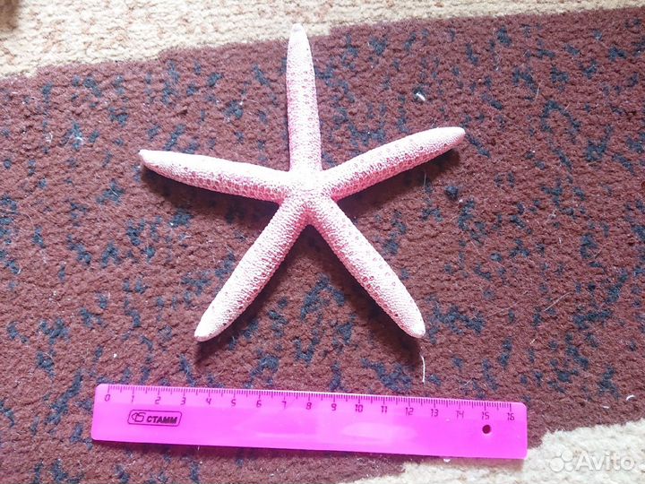 Морские ракушки раковины морская звезда