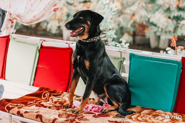 Великолепный метис босерона или добермана в дар