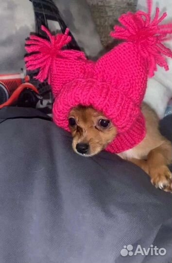 Вязание для животных