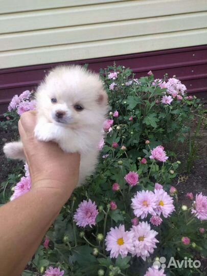 Собаки шпицы. Доставка из Челябинска