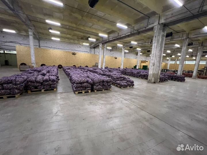 Любаша чеснок