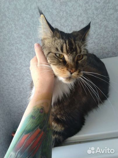 Пара мейн-кун