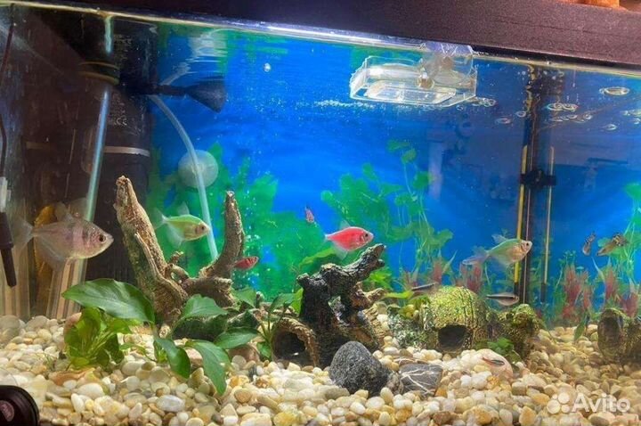 Все для аквариума