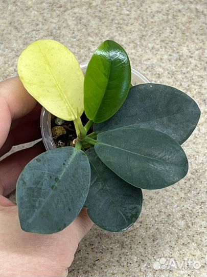 Фикус формоза вариегатный