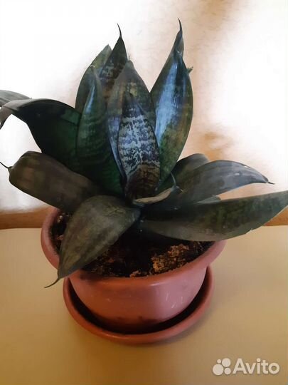 Сансевиерия Тещин язык (6 кустов в горшке)