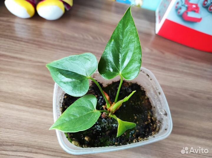 Детки антуриум красный