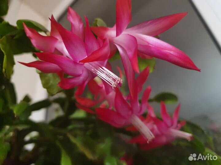 Декабрист белый и розовый