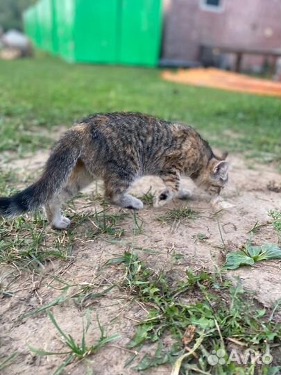 Котята бесплатно