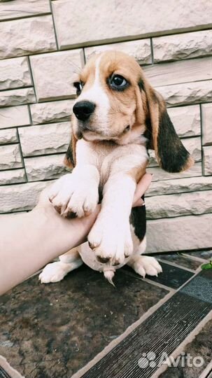 Бигль мaльчик