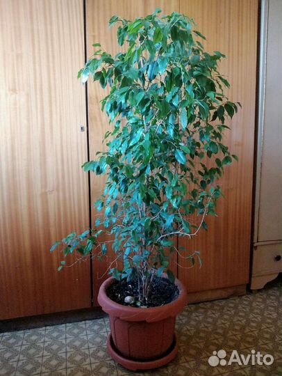 Фикус бенджамина