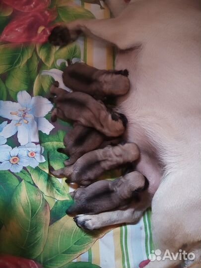 Щенки мопса