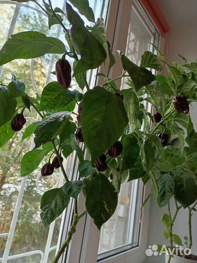 Хабанеро перец