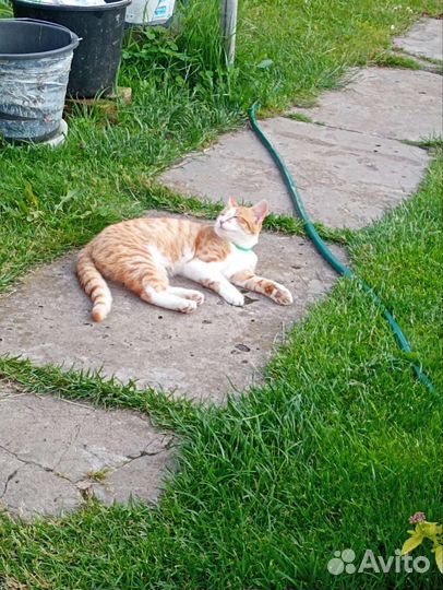 Котёнок крыселов