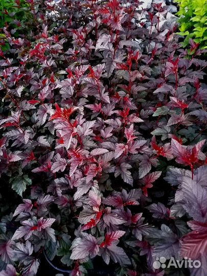 Пузыреплодник Диаболо, Дартс Голд 80-100см