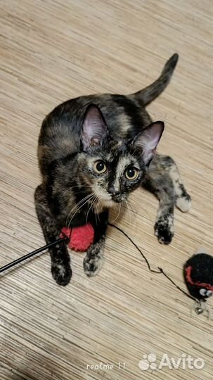 Кошка трехцветная