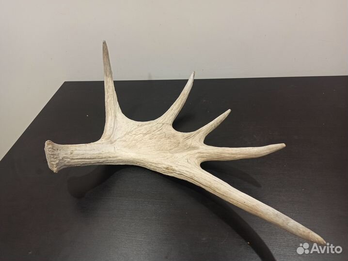 Продам рог лося
