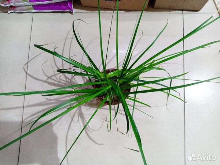 Бокарнея нолина