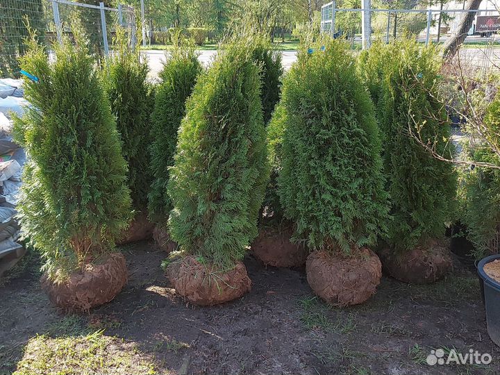 Туя смарагд