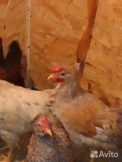 Молодые петушки