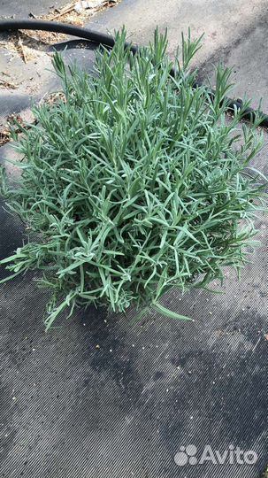 Лаванда узколистная