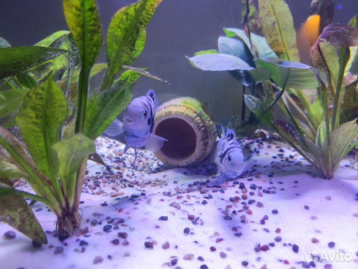 Рыбка сапфировый попугай