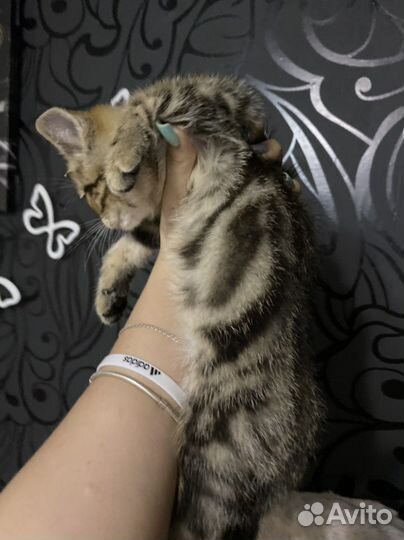 Шотландский мраморный котик