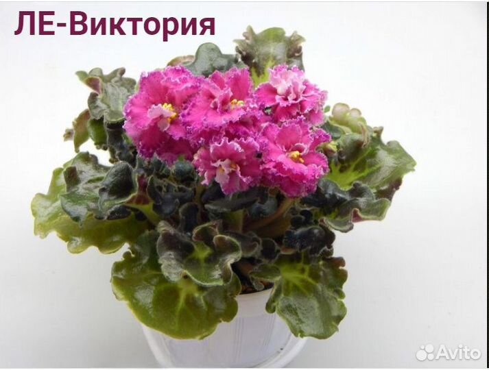 Сортовые фиалки (набор)