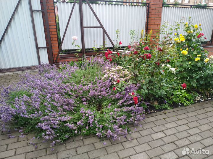 Саженцы лаванды