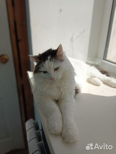 Степка ищет дом