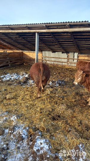 Быки породы лимузин на племя