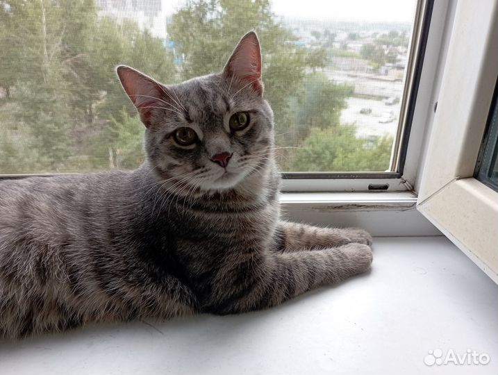 Милый котик ищет дом