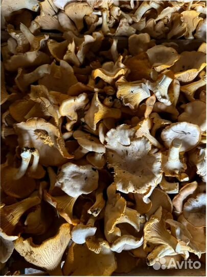 Грибы лисички оптом