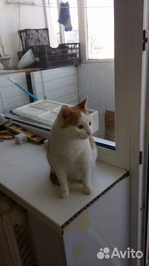 Котик в добрые руки