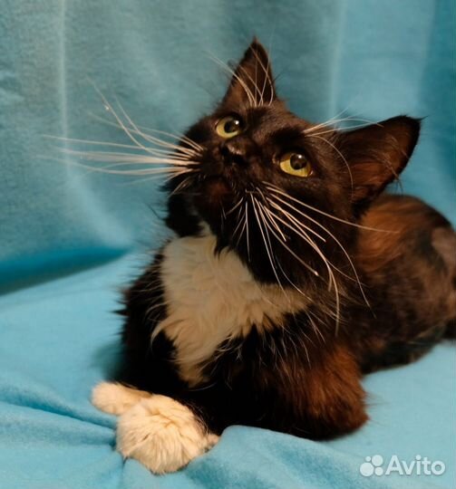 Маркизу нужна семья