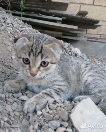 Кошка в дар бесплатно