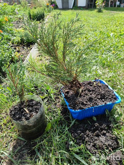 Комнатные растения и можжевельник