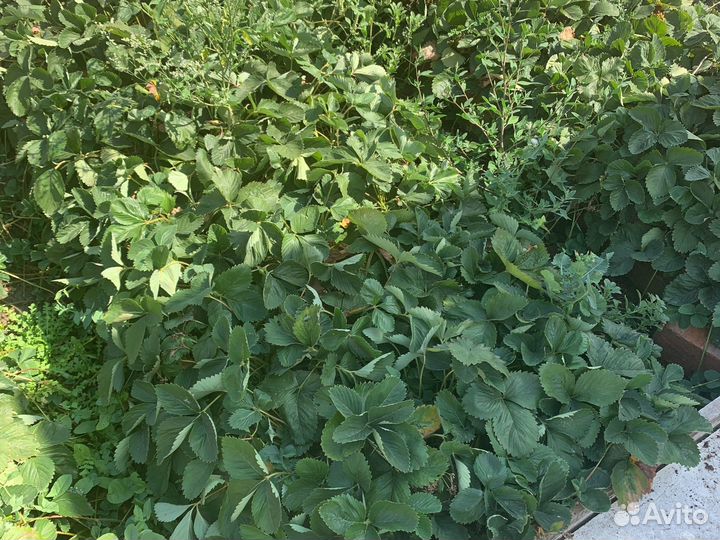 Рассада клубники