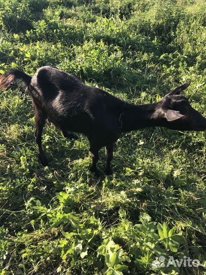 Коза зааненская