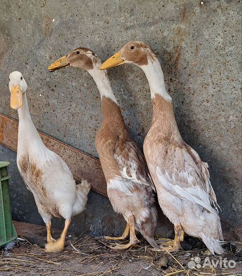 Индийский бегунок