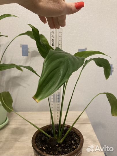 Спатифиллум