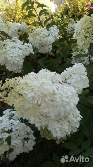 Гортензия метельчатая Ванилла Фрайз, саженцы