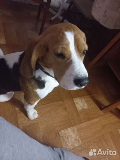 Бигль вязка