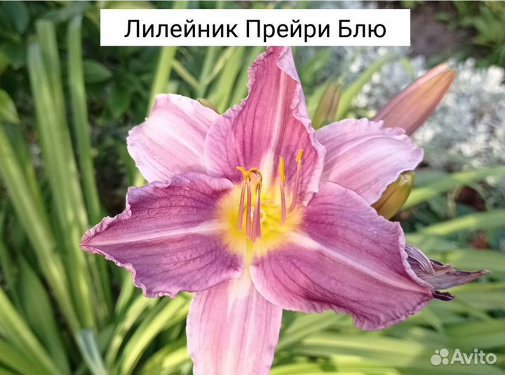 Лилейники сортовые