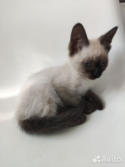 Сиамский котёнок девочка