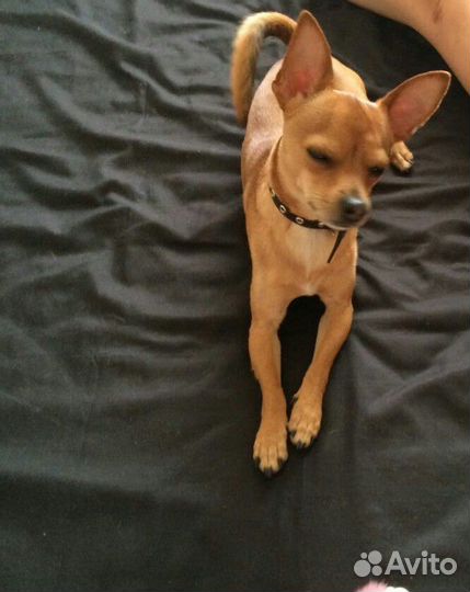 Вязка Той-терьер