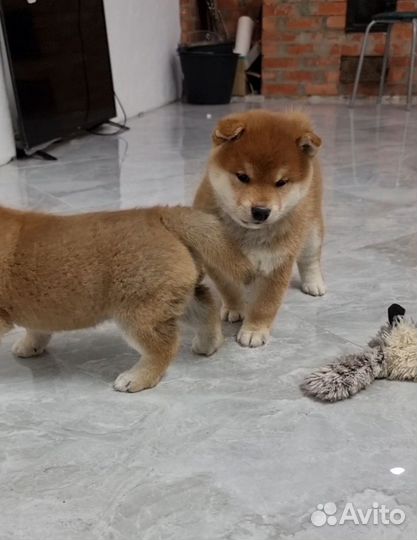 Сиба ину девочка